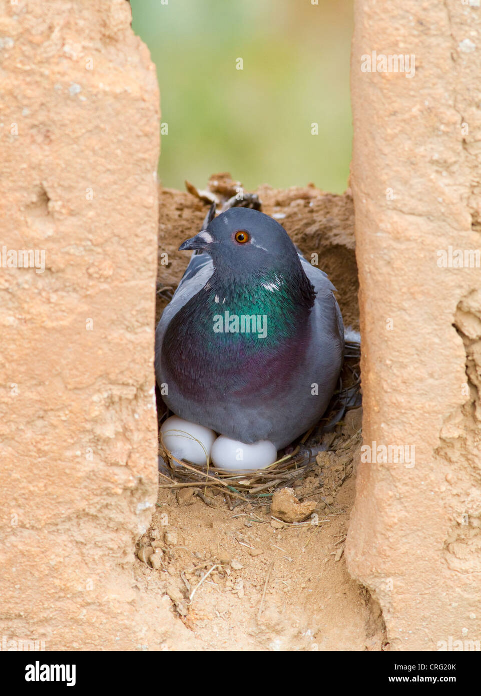 Rock pigeon nest hires stock photography and images Alamy