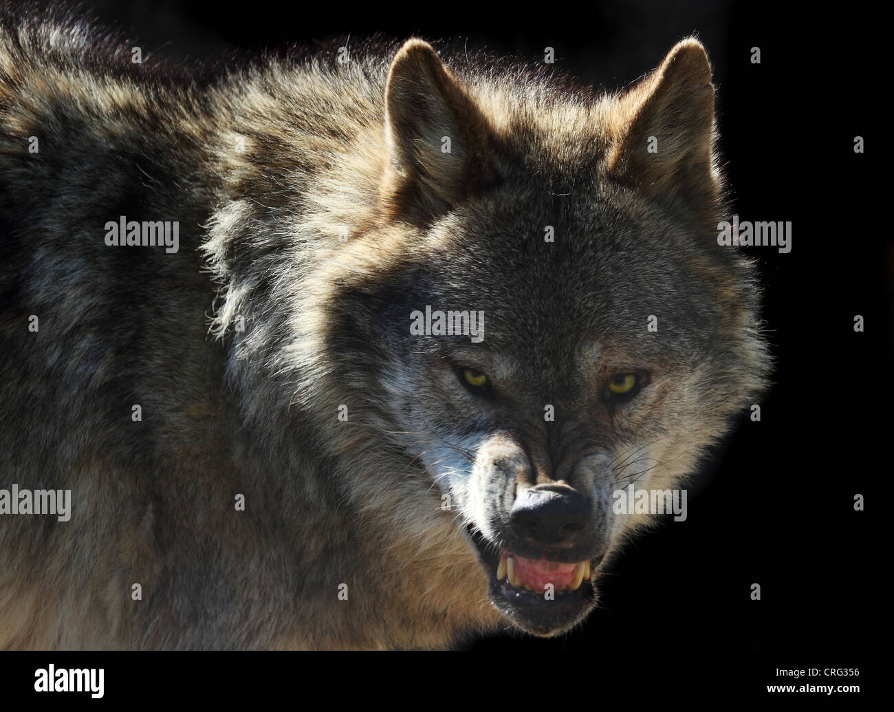 Wolf head showing teeth in anger Stock Photo