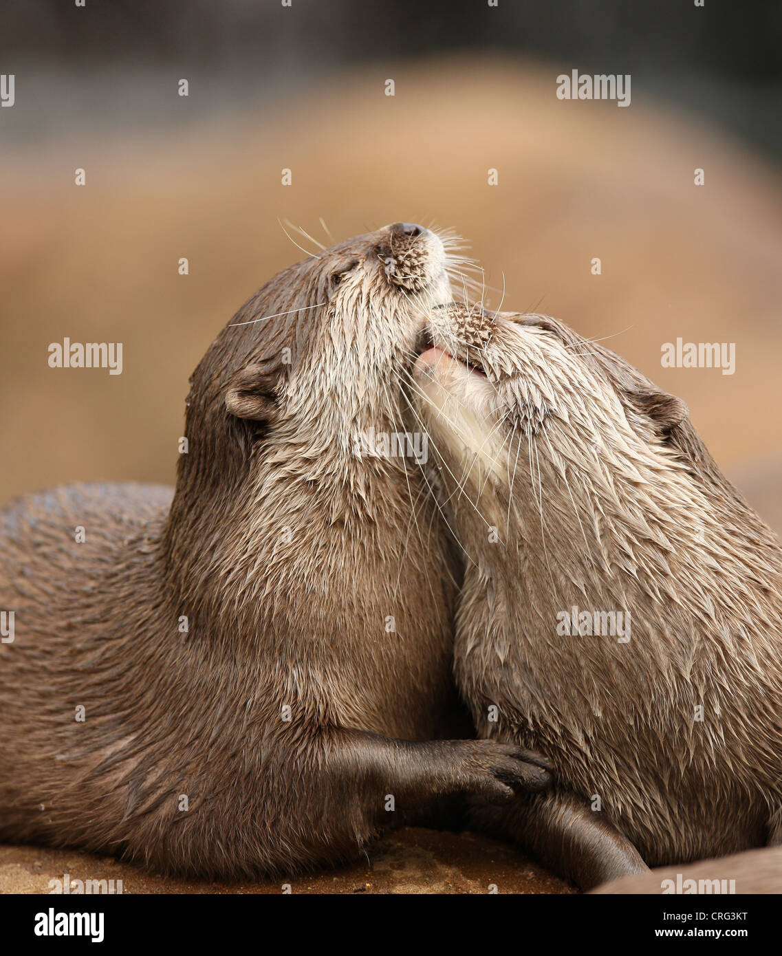 Oriental Short-Clawed Otters cuddling Stock Photo