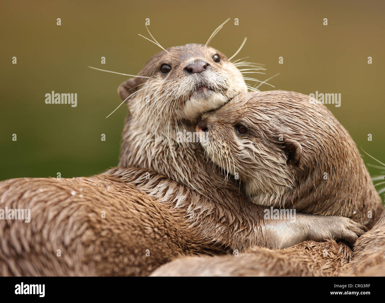 Oriental Short-Clawed Otters cuddling Stock Photo