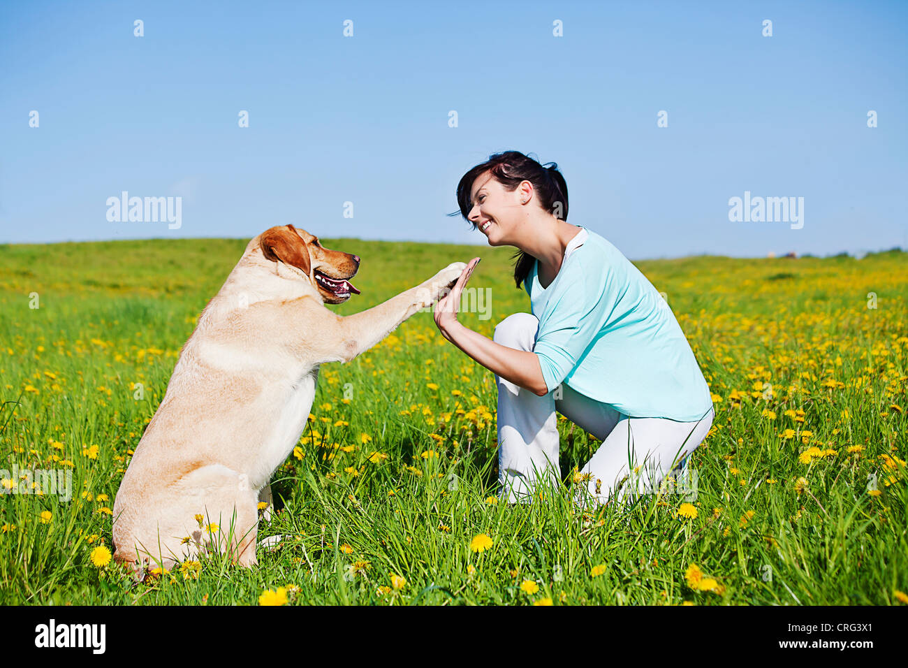 dog giving high five to his trainer Stock Photo Alamy