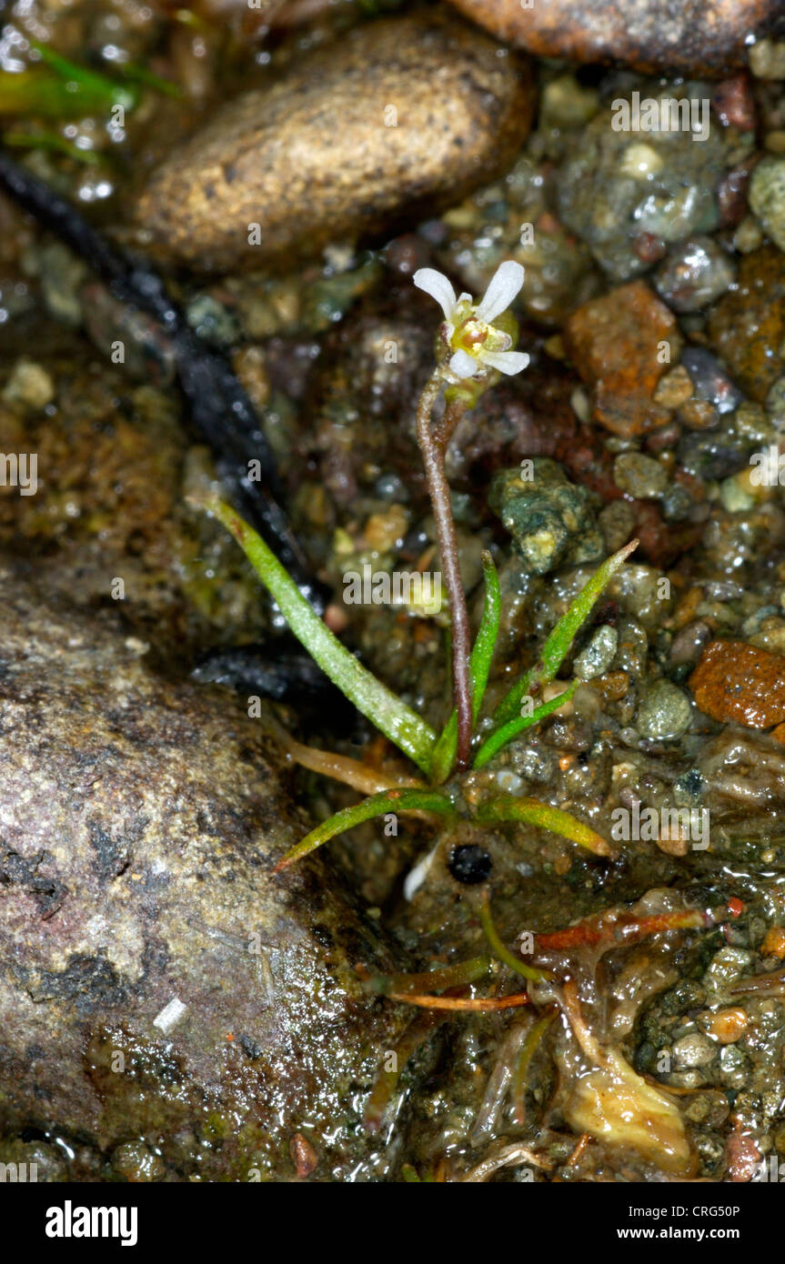 AWLWORT Subularia aquatica (Brassicaceae) Stock Photo