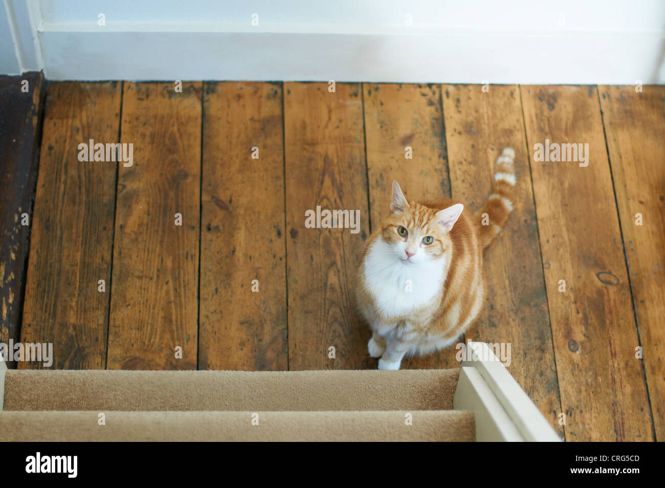 Cat sitting at bottom of stairs Stock Photo Alamy