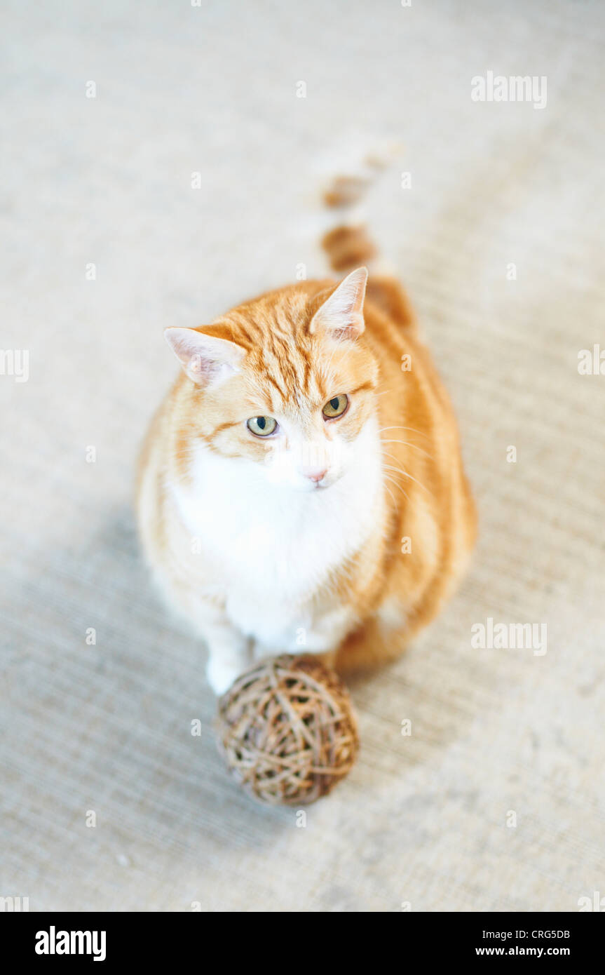Cat sitting with ball of yarn Stock Photo Alamy