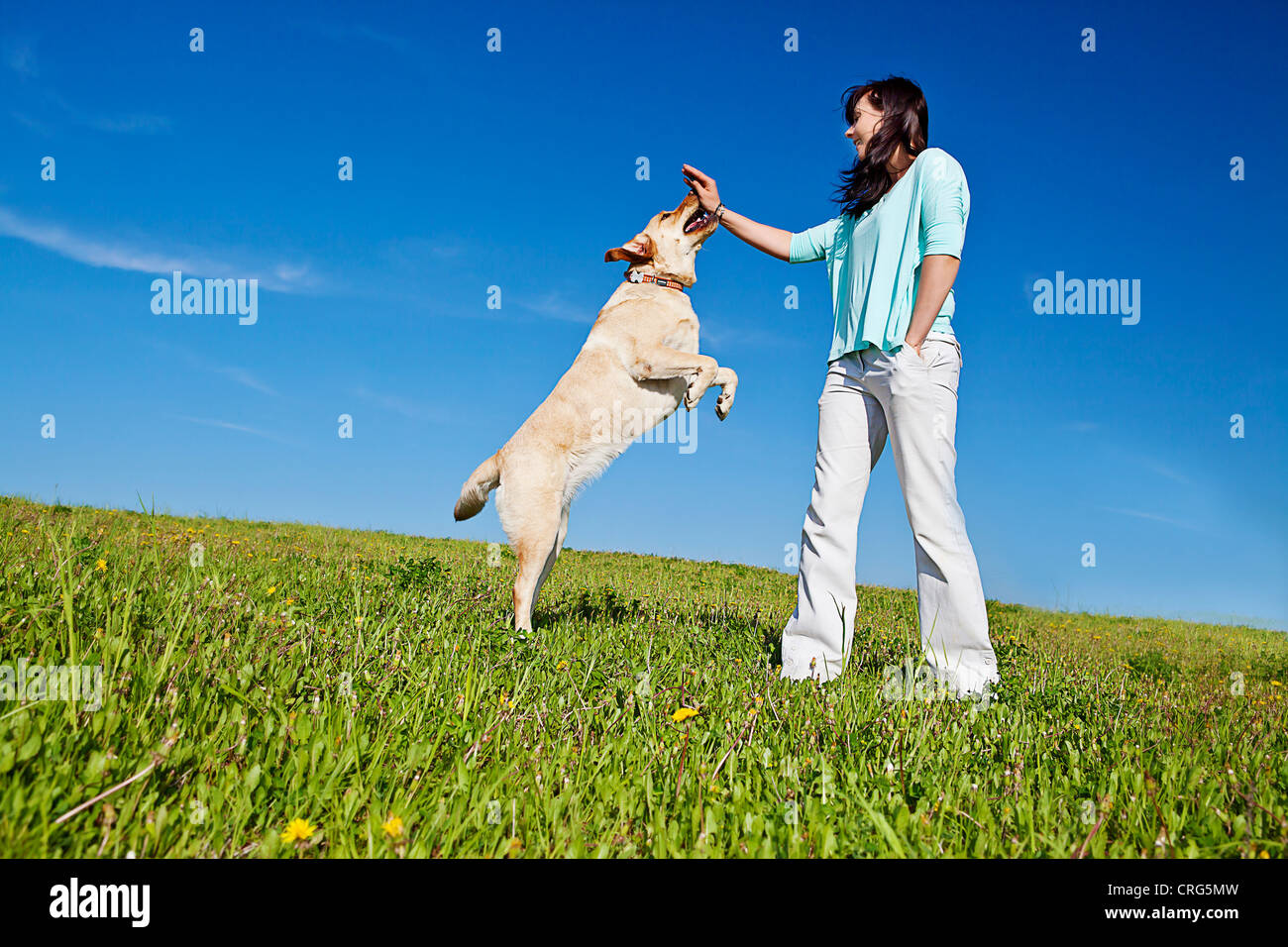 trainer teaching dog to jump up Stock Photo Alamy