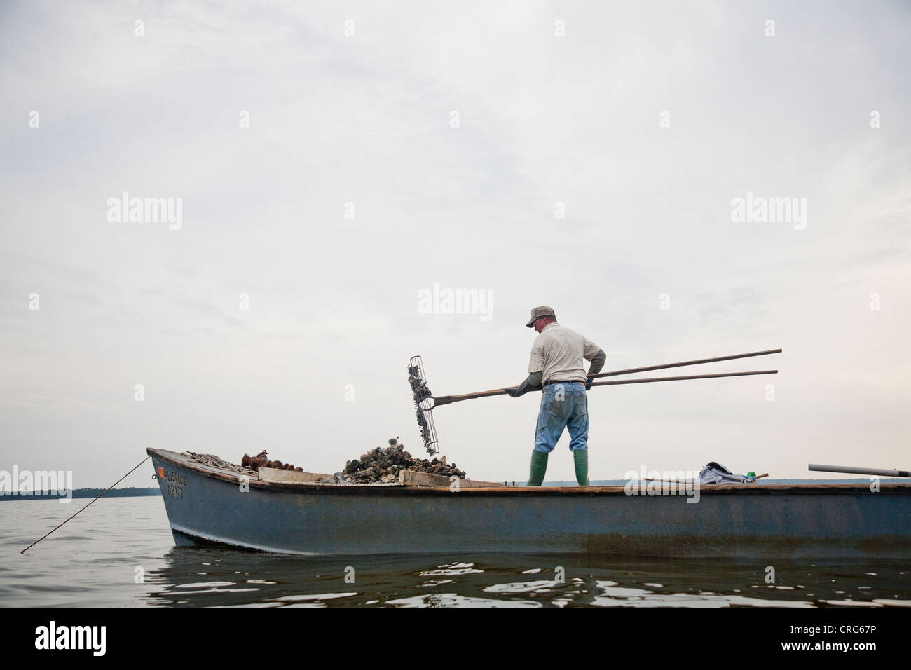 A man in jeans and rubber boots stands on a smll boat and uses an oyster tong to gather oysters in a calm body of water. Stock Photo