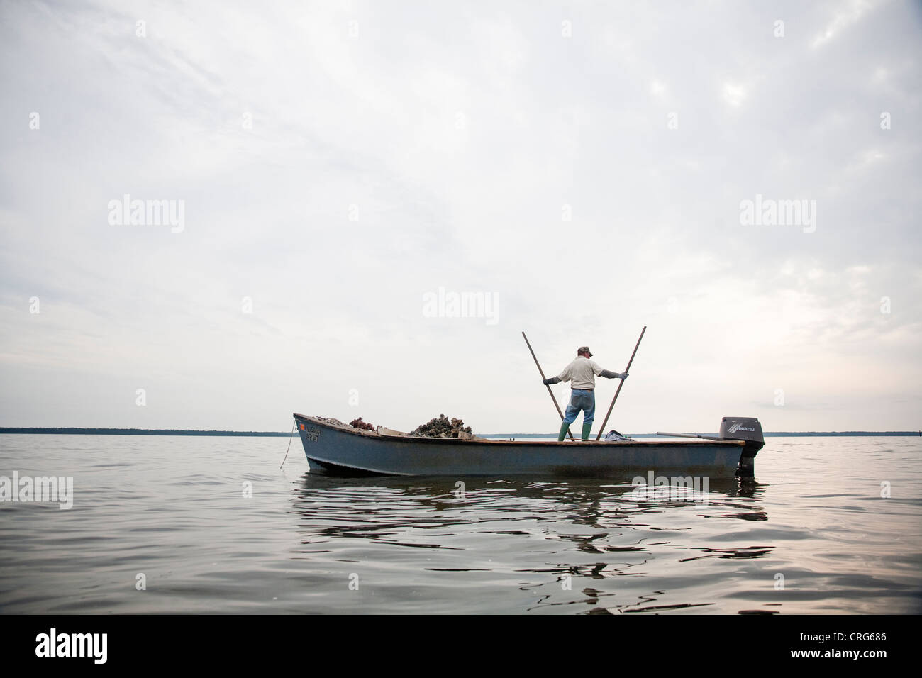 A man in jeans and rubber boots stands on a smll boat and uses an oyster tong to gather oysters in a calm body of water. Stock Photo
