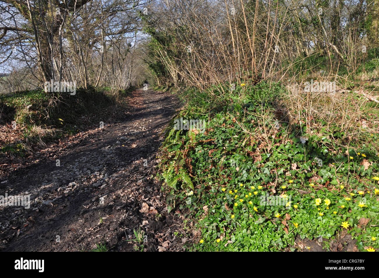 Part of the Meadows nature reserve Dorset UK Stock Photo Alamy