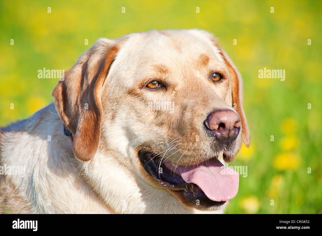 a portrait of a dog in the meadow Stock Photo - Alamy