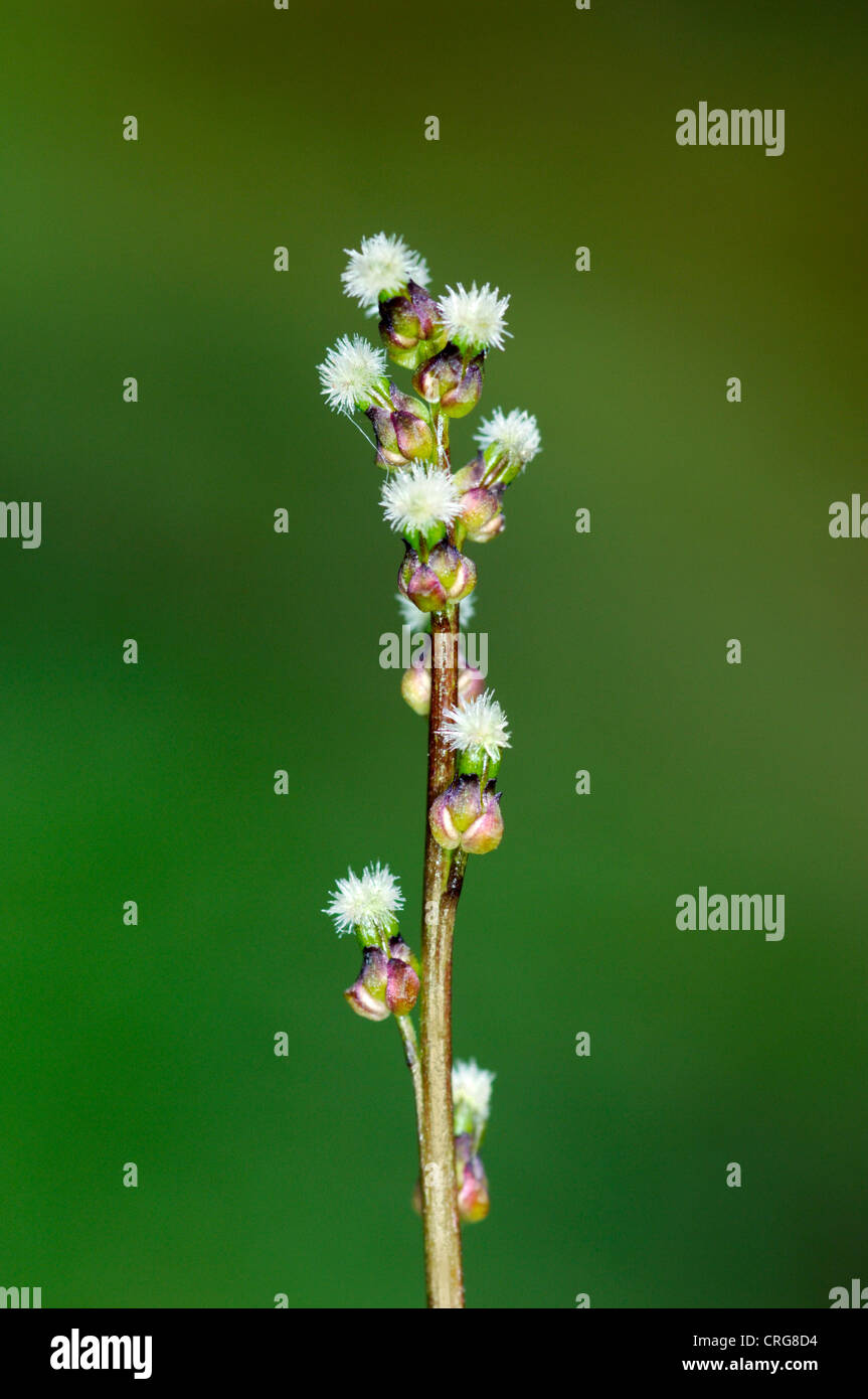 MARSH ARROWGRASS Triglochin palustre (Juncaginaceae) Stock Photo