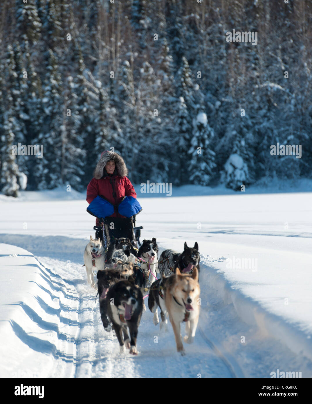 Woman musher runs sled dogs. Stock Photo