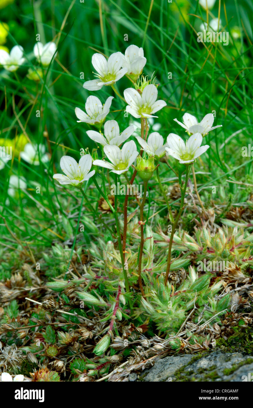 MOSSY SAXIFRAGE Saxifraga hypnoides (Saxifragaceae) Stock Photo