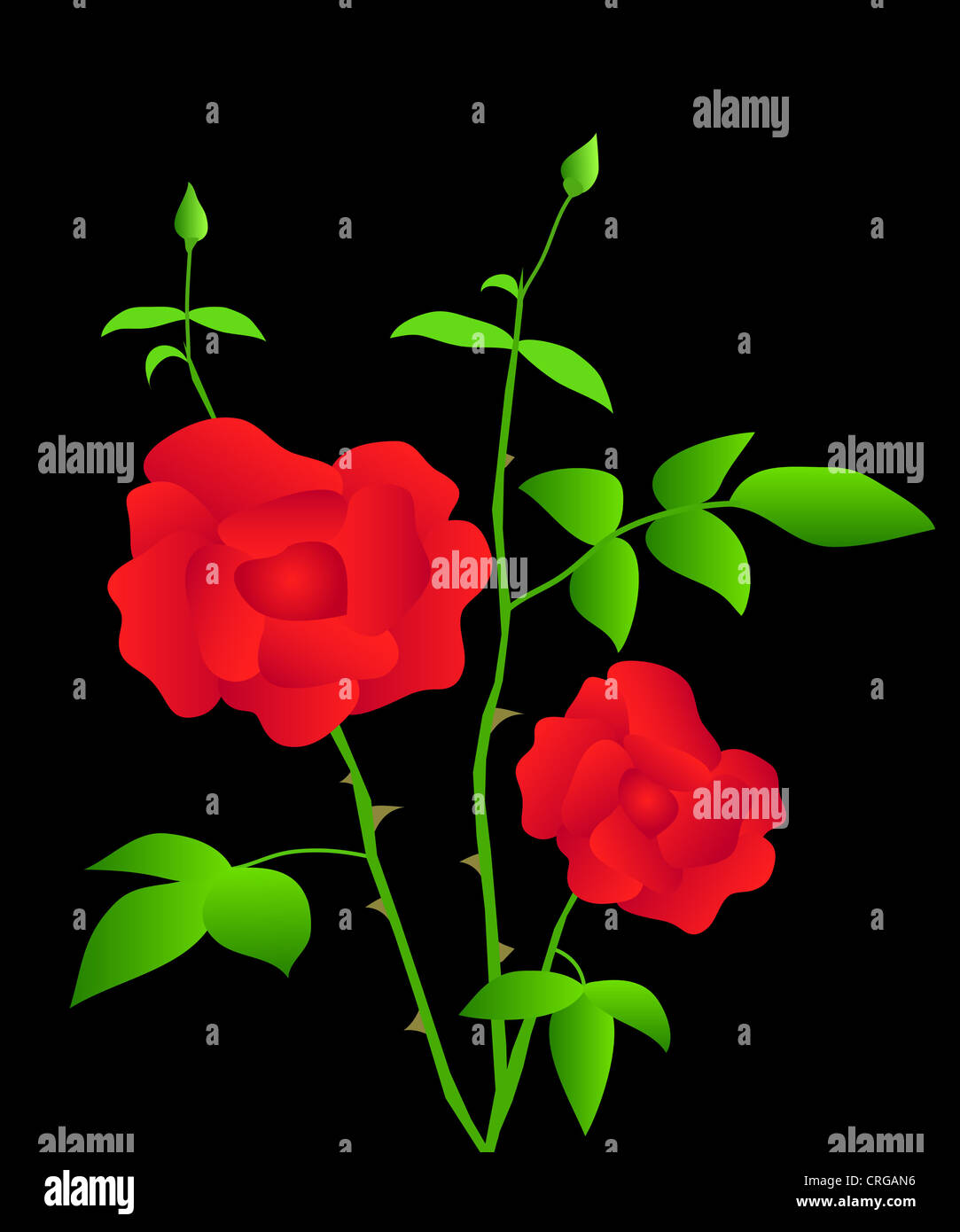 Red rose flowers plant illustration Stock Photo
