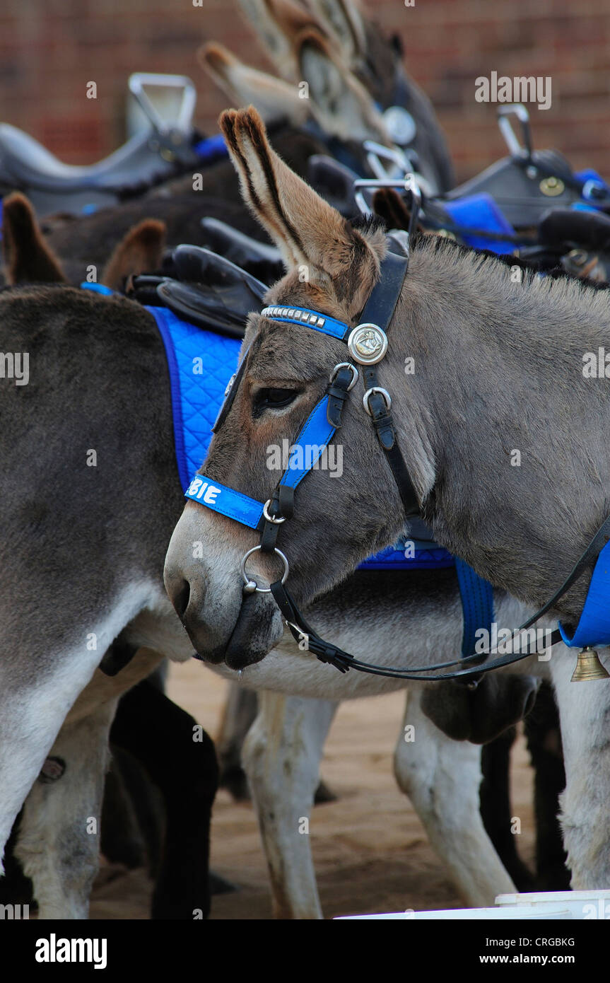 Donkeys waiting patiently on Skegness beach Lincolnshire Stock Photo