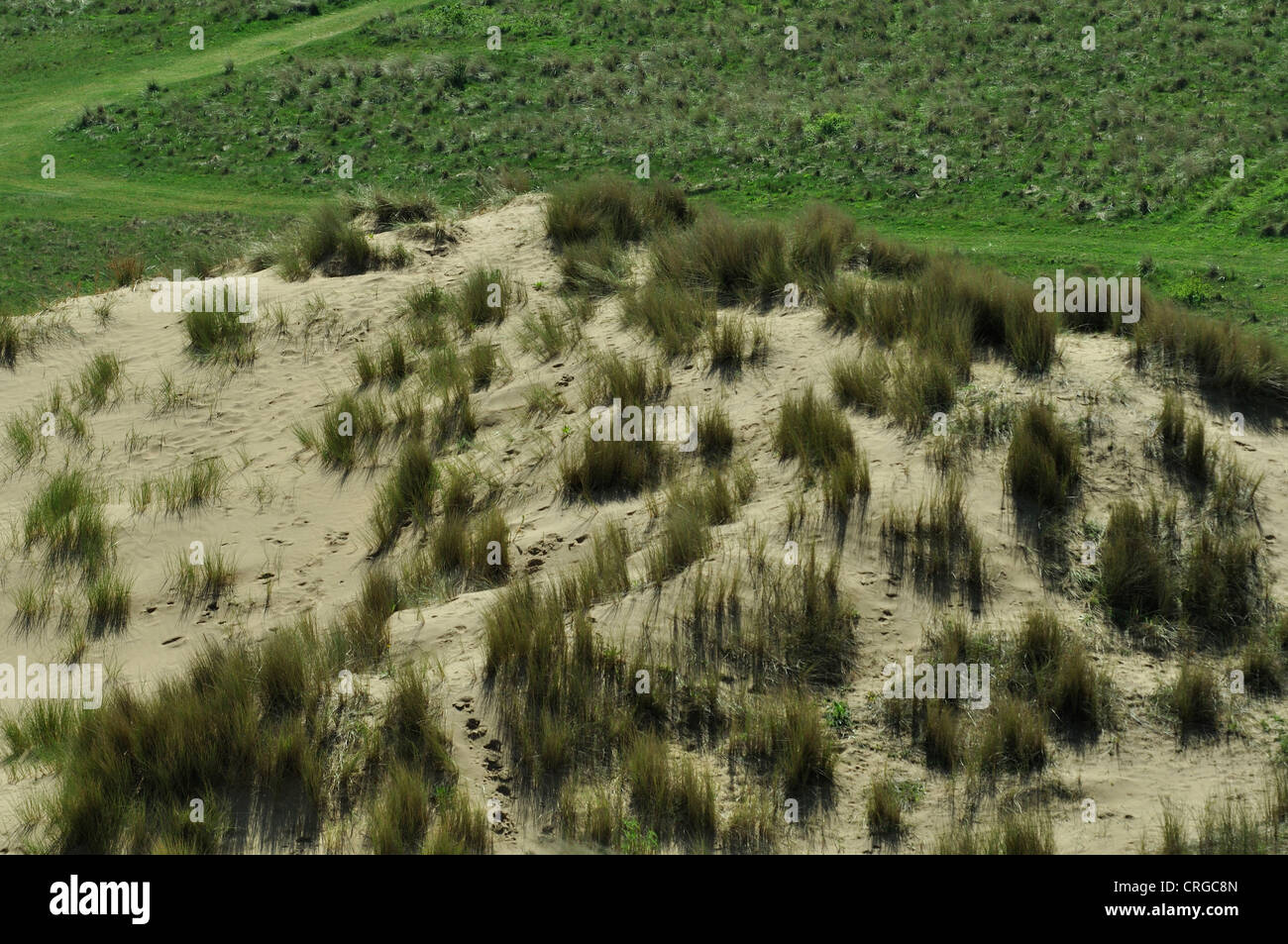Sand dunes at Braunton Burrows on the north Devon coast UK Stock Photo