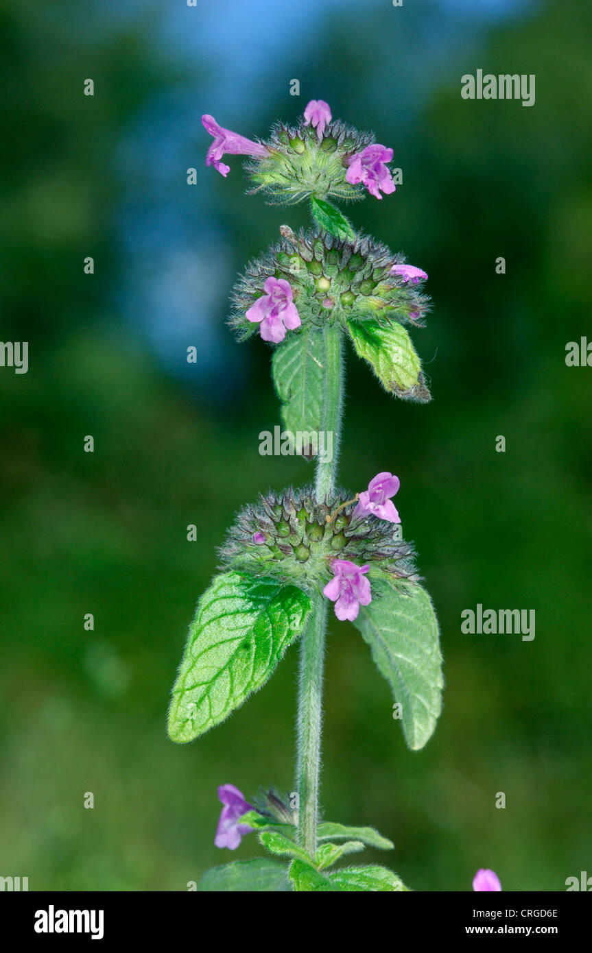 WILD BASIL Clinopodium vulgare (Lamiaceae Stock Photo - Alamy