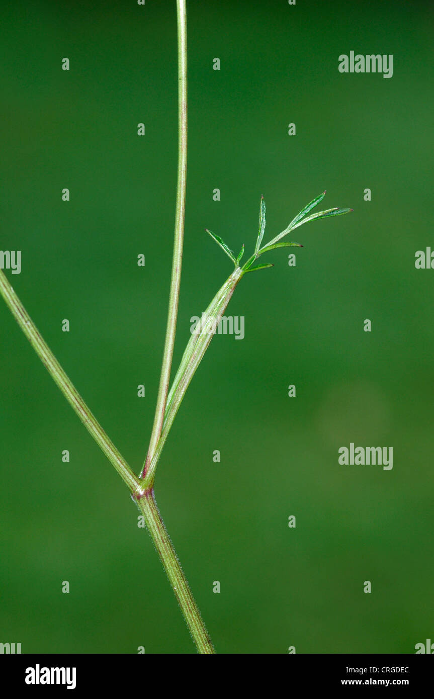 BURNET-SAXIFRAGE Pimpinella saxifraga (Apiaceae) Stock Photo