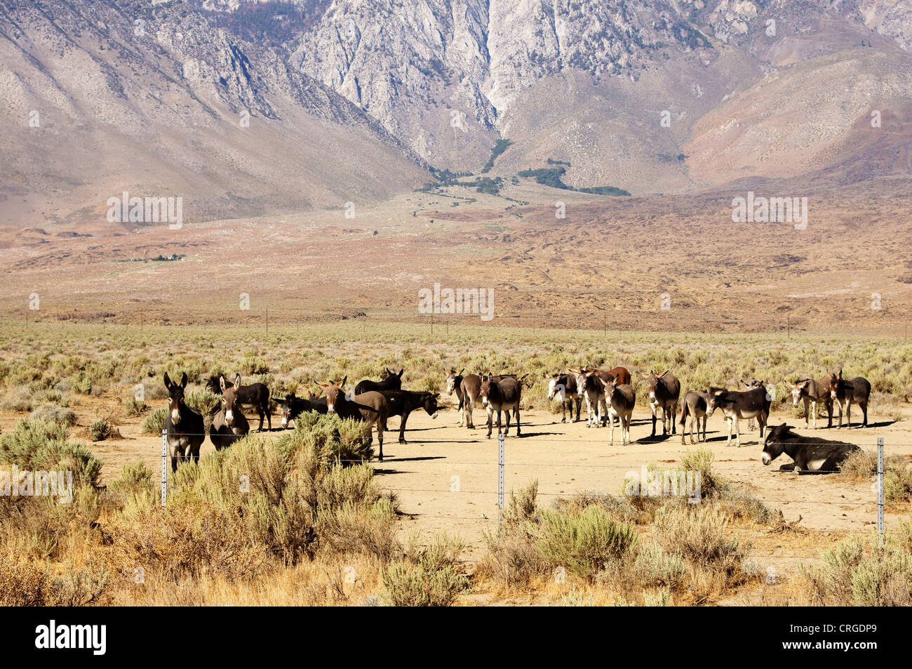 mules donkeys high sierra range north big pine california ca hiway 395 highway background texture arrangement Stock Photo