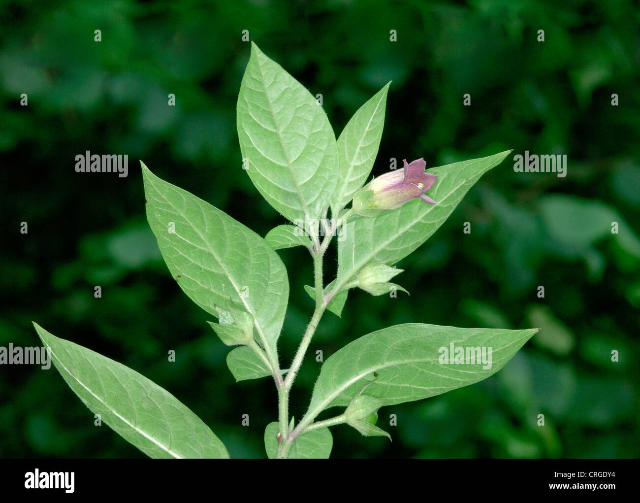 DEADLY NIGHTSHADE Atropa belladonna (Solanaceae) Stock Photo