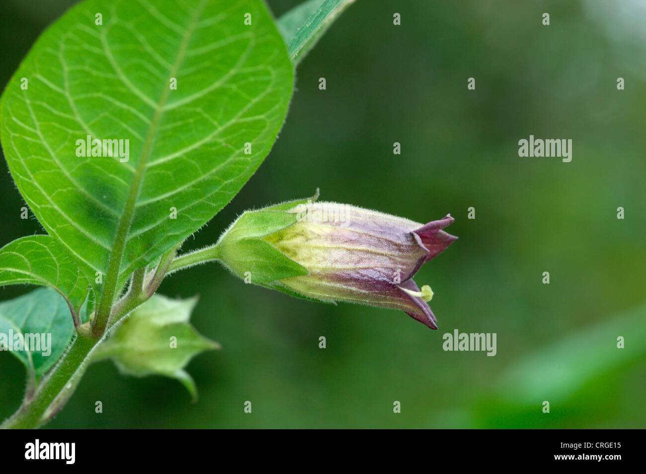 DEADLY NIGHTSHADE Atropa belladonna (Solanaceae) Stock Photo