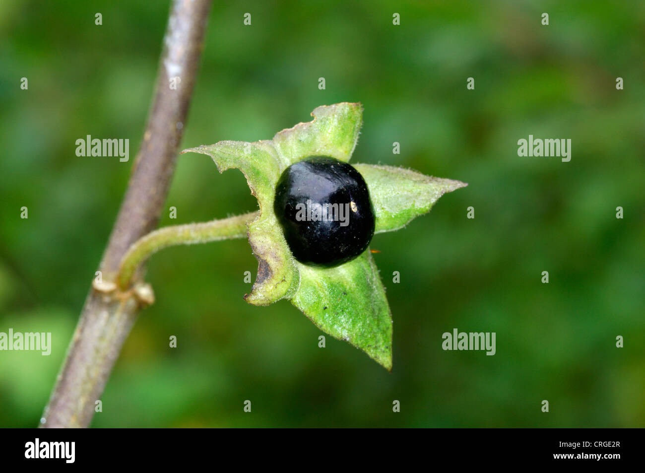 Belladonna Deadly Nightshade Atropa Belladonna Stock Photo 647155063