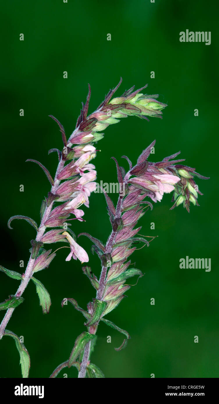RED BARTSIA Odontites vernus (Scrophulariaceae) Stock Photo