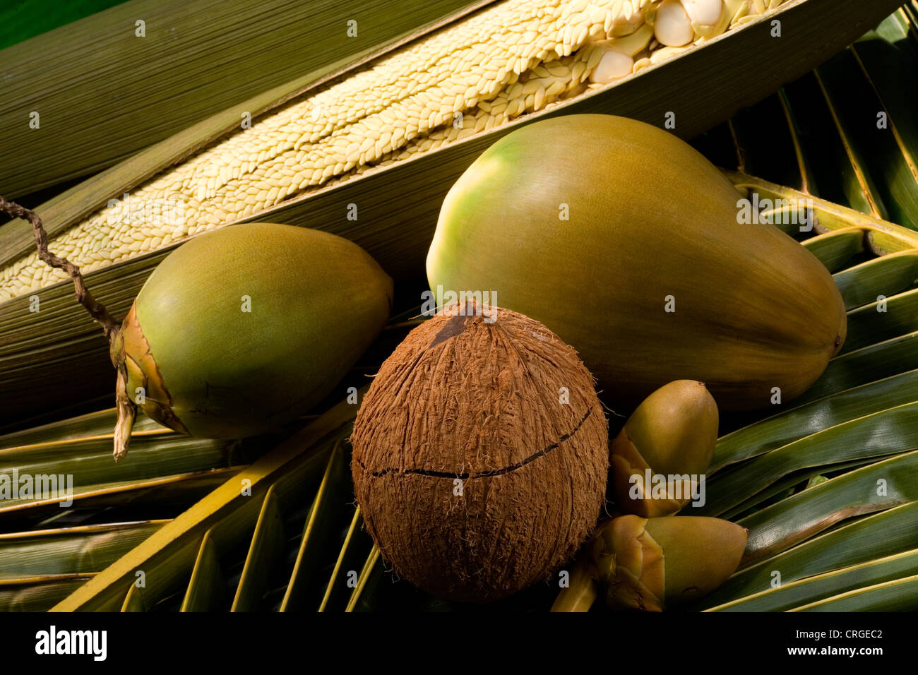 Several coconuts on a coconut palm leaf Stock Photo Alamy