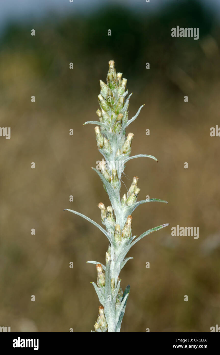 HEATH CUDWEED Gnaphalium sylvaticum (Asteraceae) Stock Photo