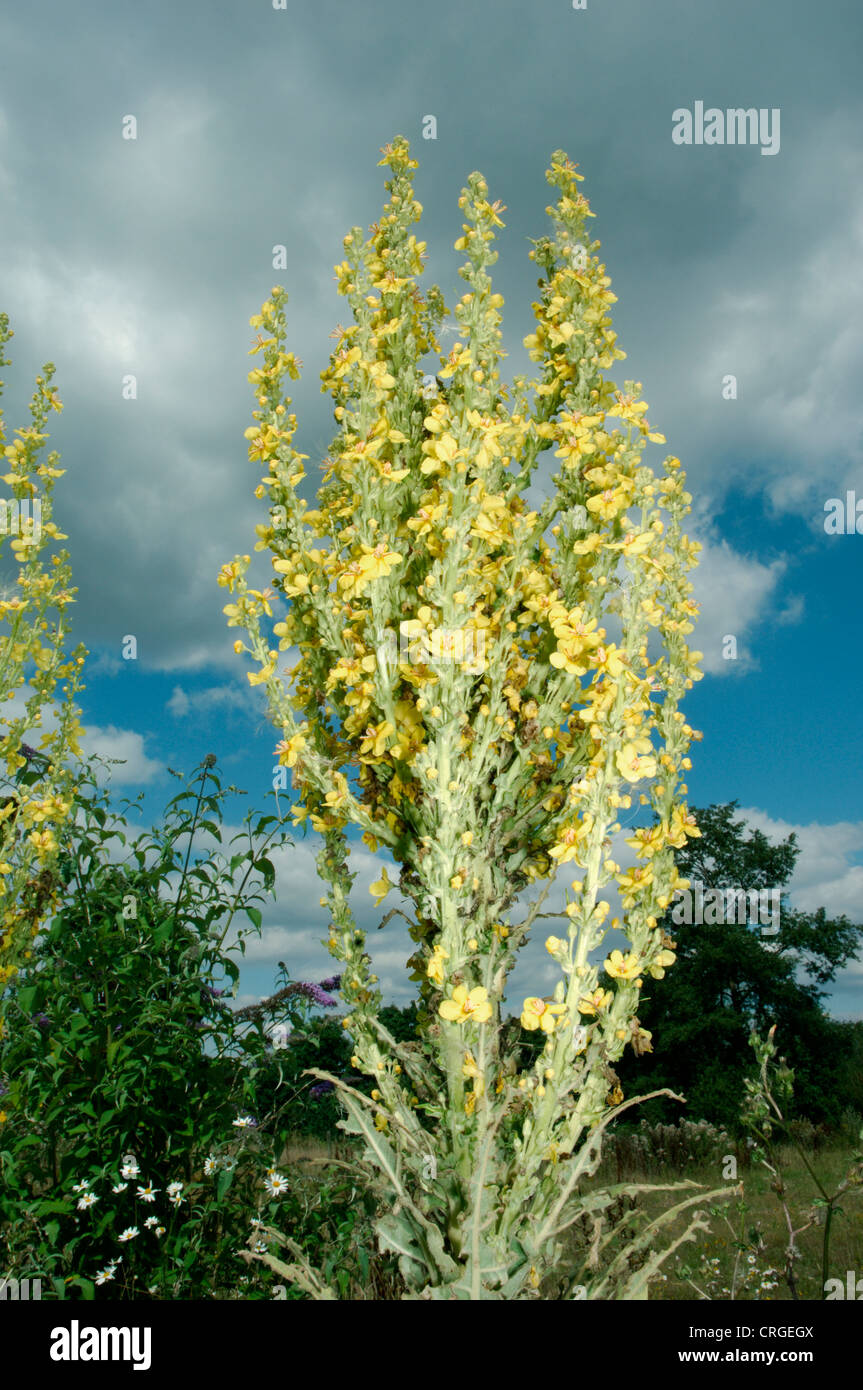 GREAT MULLEIN Verbascum thapsus (Scrophulariaceae) Stock Photo