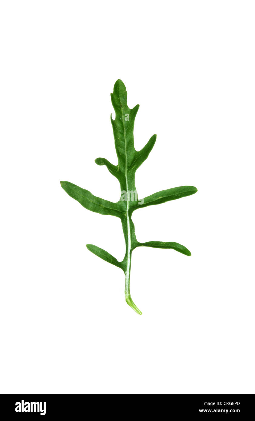 PERENNIAL WALL-ROCKET Diplotaxis tenuifolia Stock Photo