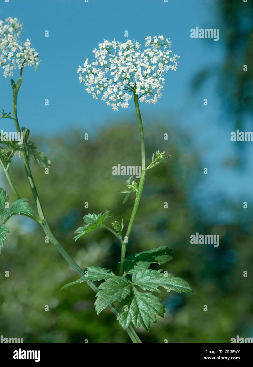 GREATER BURNET-SAXIFRAGE Pimpinella major (Apiaceae) Stock Photo