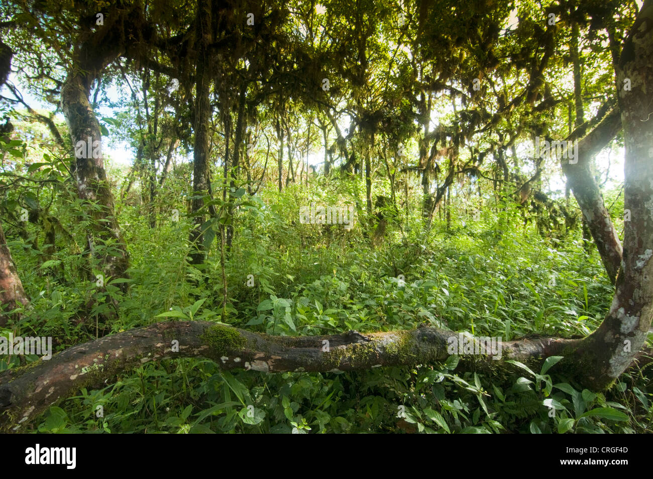 Scalesia forest, Santa Cruz, Galapagos Islands, Ecuador Stock Photo
