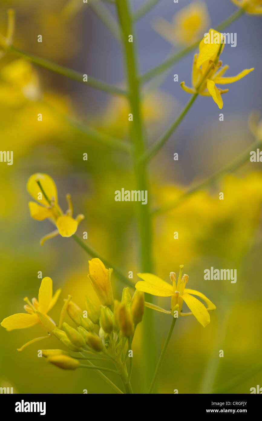 Bolting flowering brassica plant with yellow flowers. Stock Photo