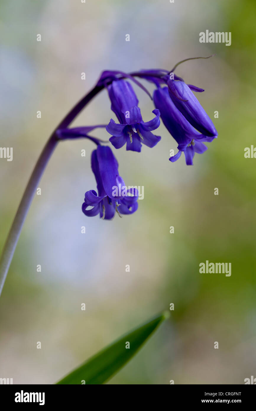 Portrait of an English Bluebell Stock Photo