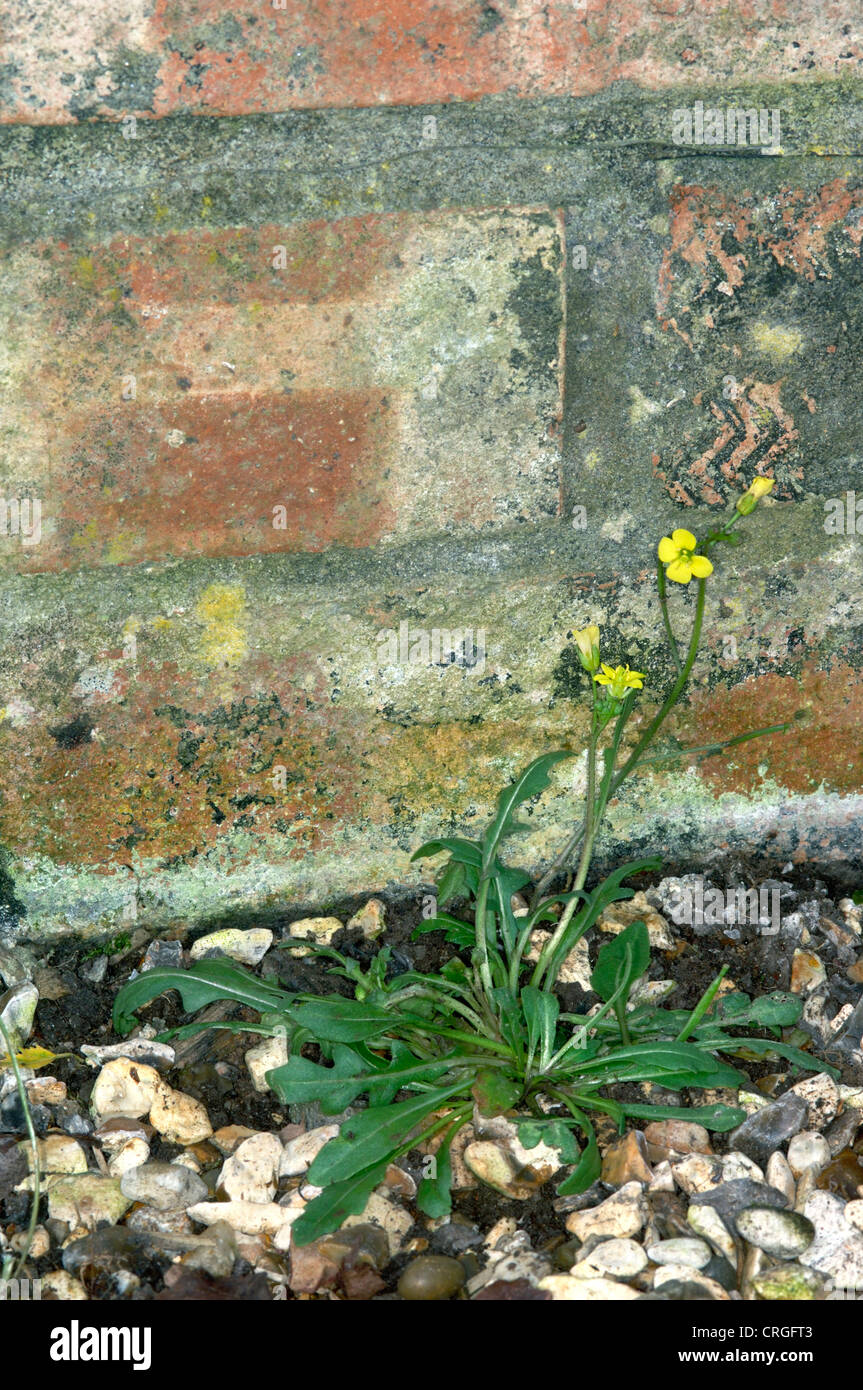 ANNUAL WALL-ROCKET Diplotaxis muralis (Brassicaceae) Stock Photo