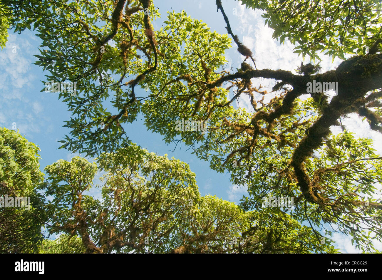 Scalesia forest, Santa Cruz, Galapagos Islands, Ecuador Stock Photo