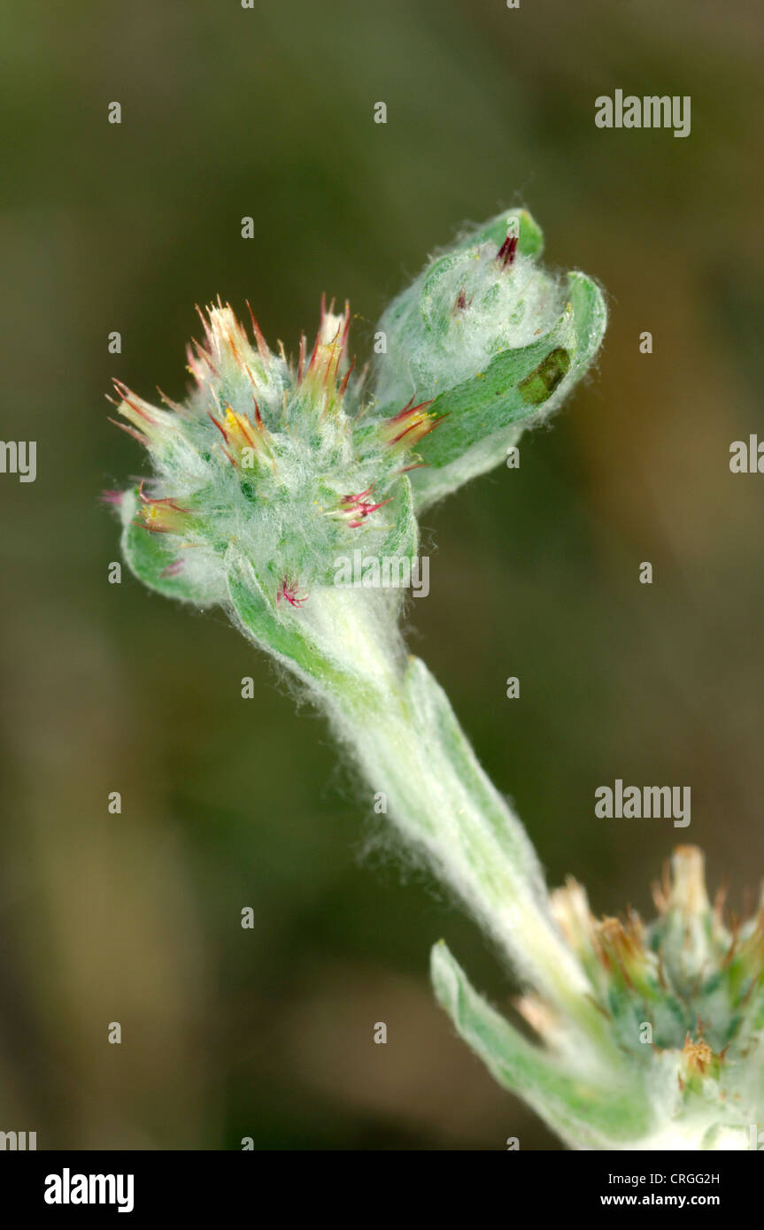 RED-TIPPED CUDWEED Filago lutescens (Asteraceae) Stock Photo
