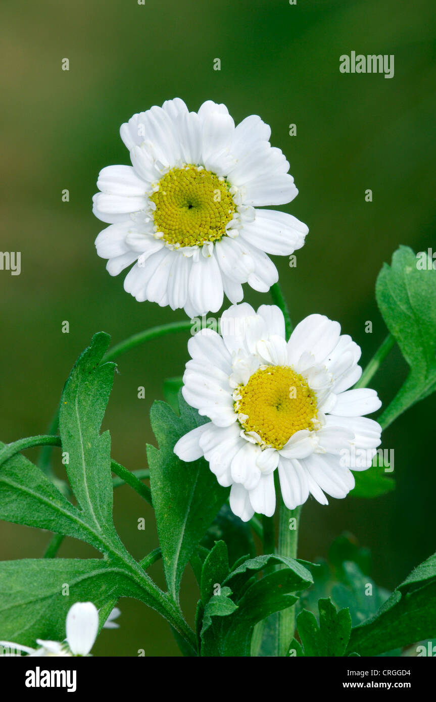 FEVERFEW Tanacetum parthenium (Asteraceae) Stock Photo