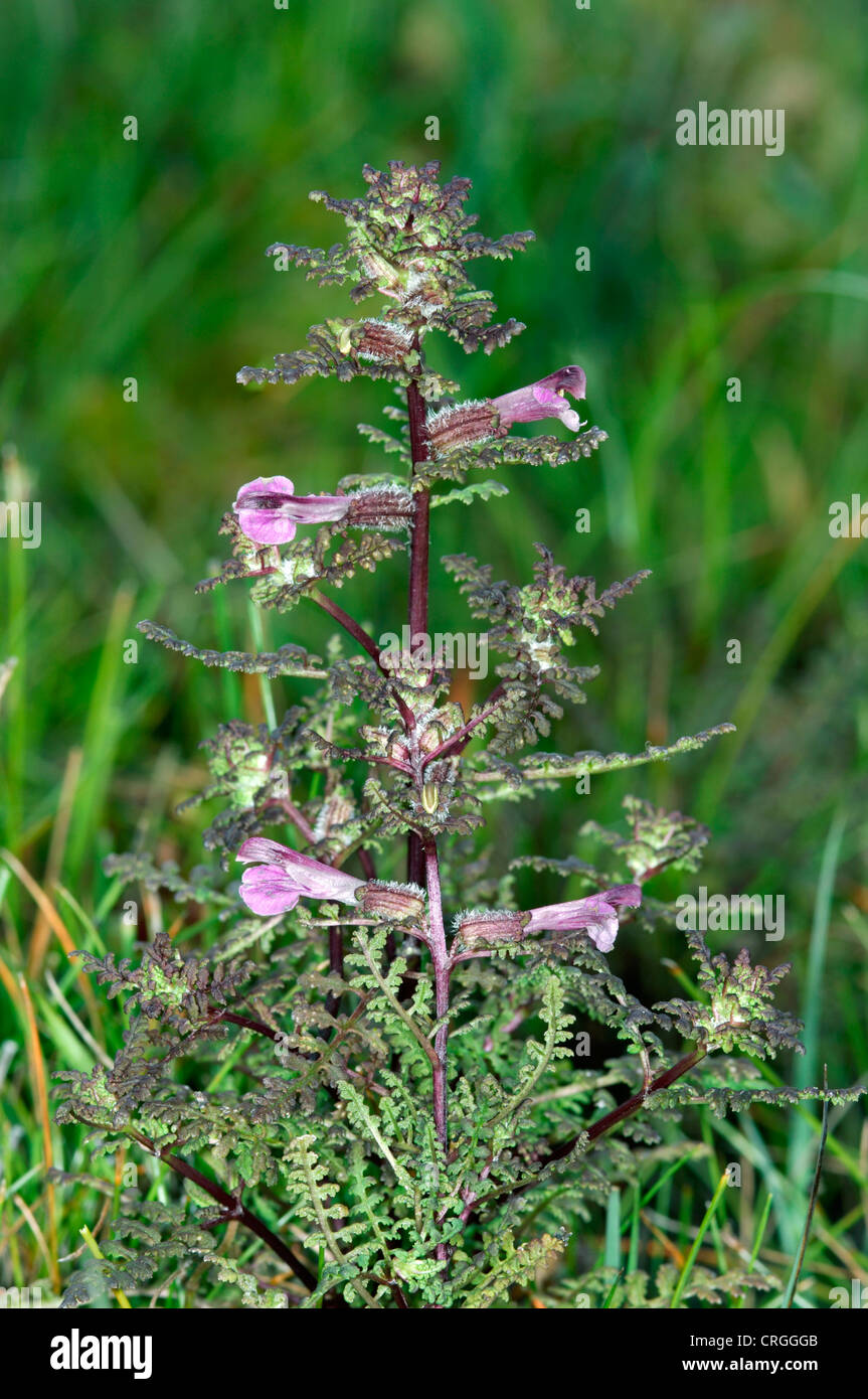 LOUSEWORT Pedicularis sylvatica (Scrophulariaceae) Stock Photo