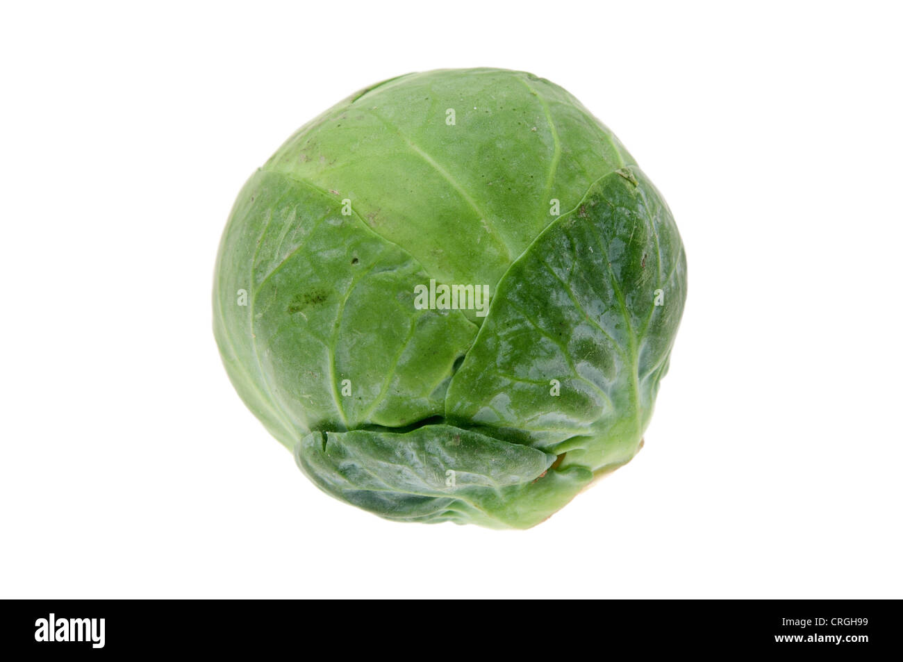 Single brussels sprout - studio shot with a white background Stock Photo