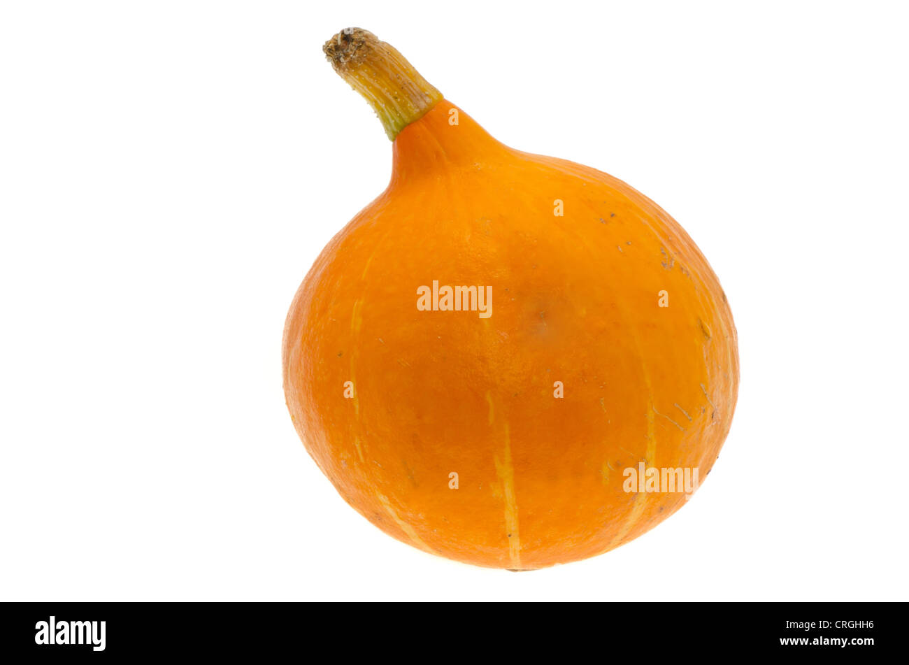 Pumpkin gourd - studio shot with a white background Stock Photo