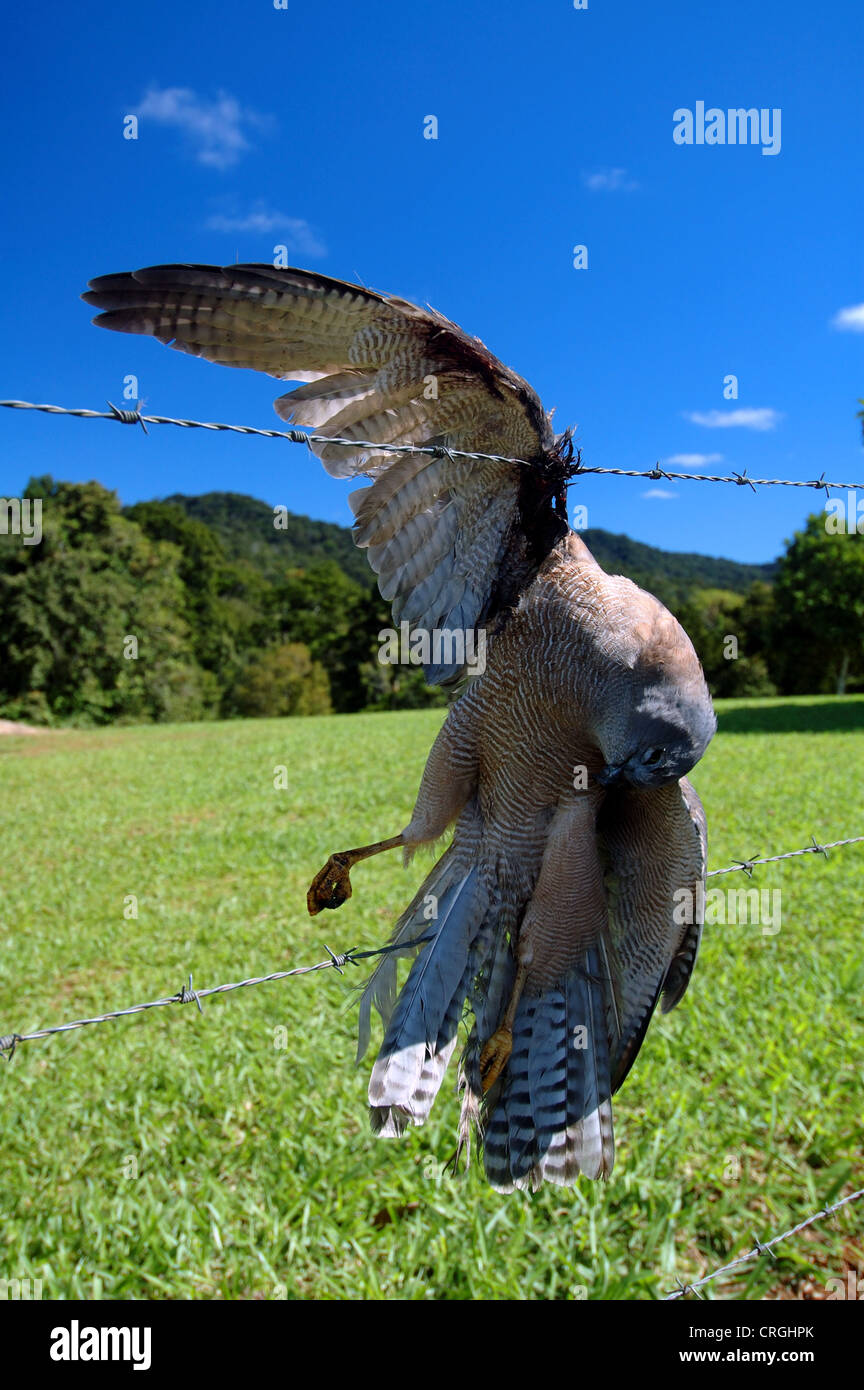 Bird of prey killed after becoming entangled in barbed wire fence, Atherton Tablelands, north Queensland, Australia Stock Photo