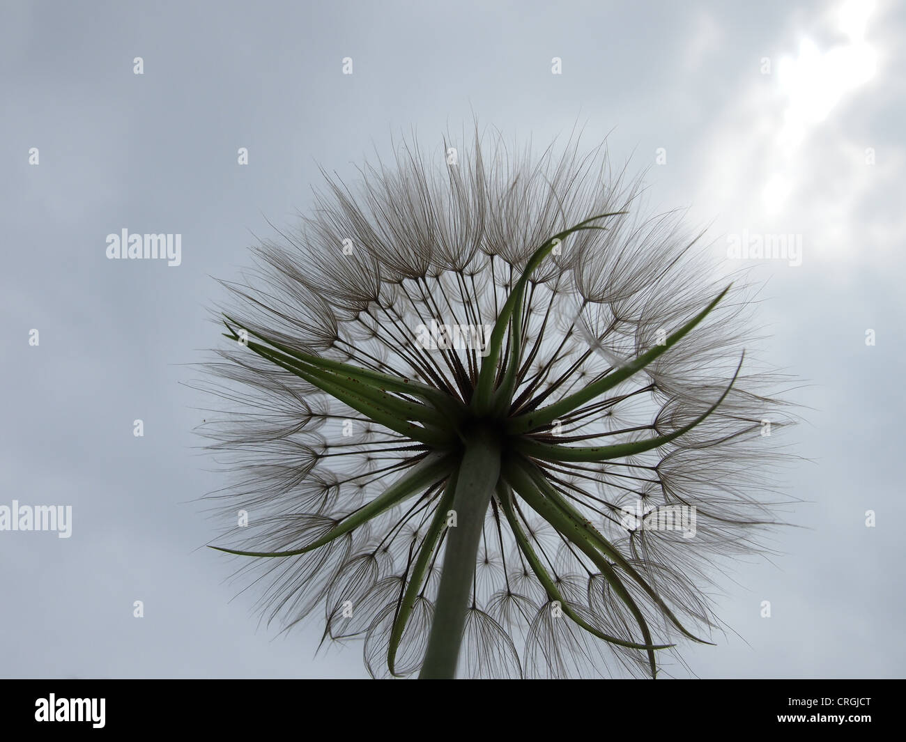Nature Macro seed head, view from below Stock Photo