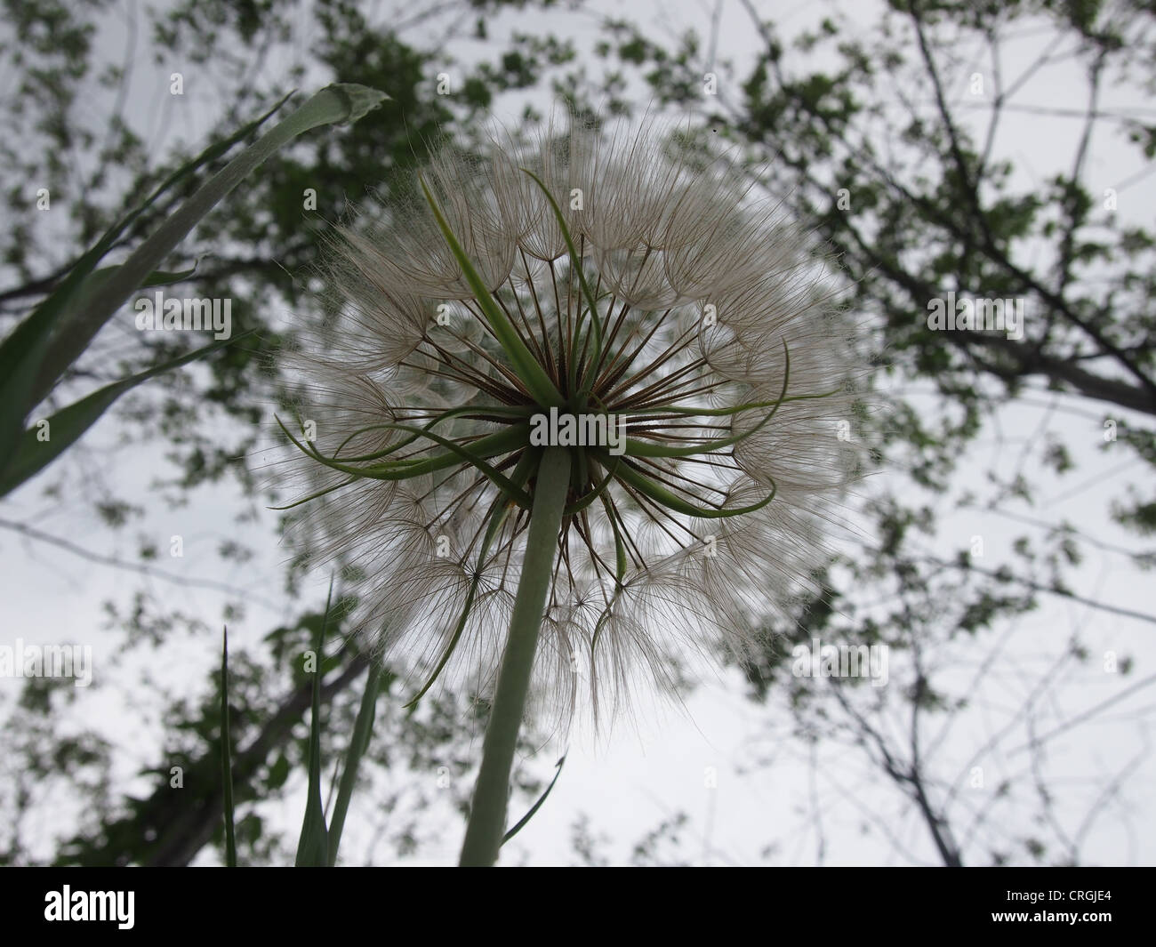 Seed head from underneath, blurred background Stock Photo