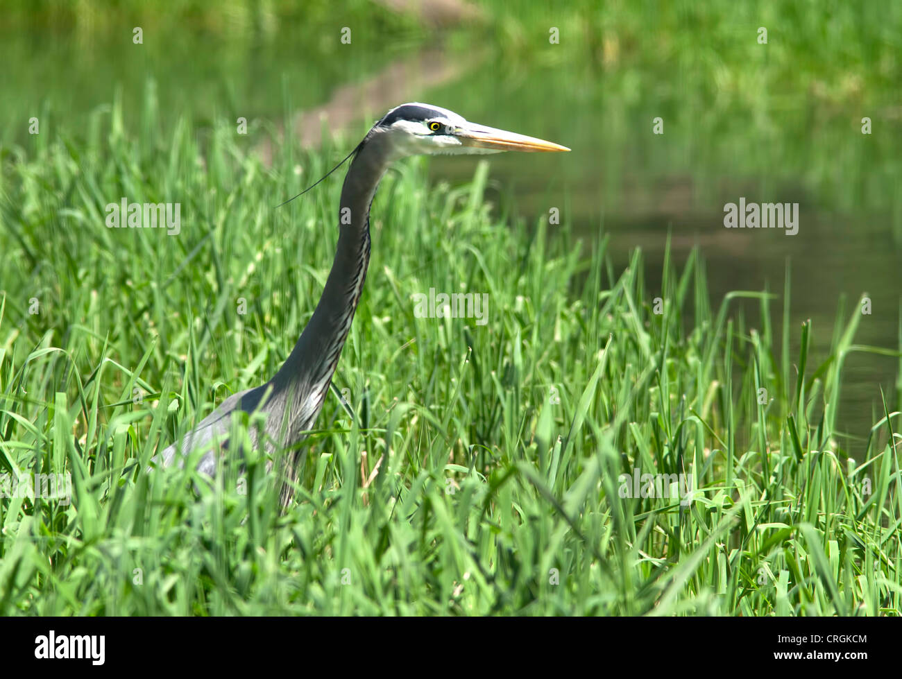A great blue heron stands in tall green grass. Stock Photo