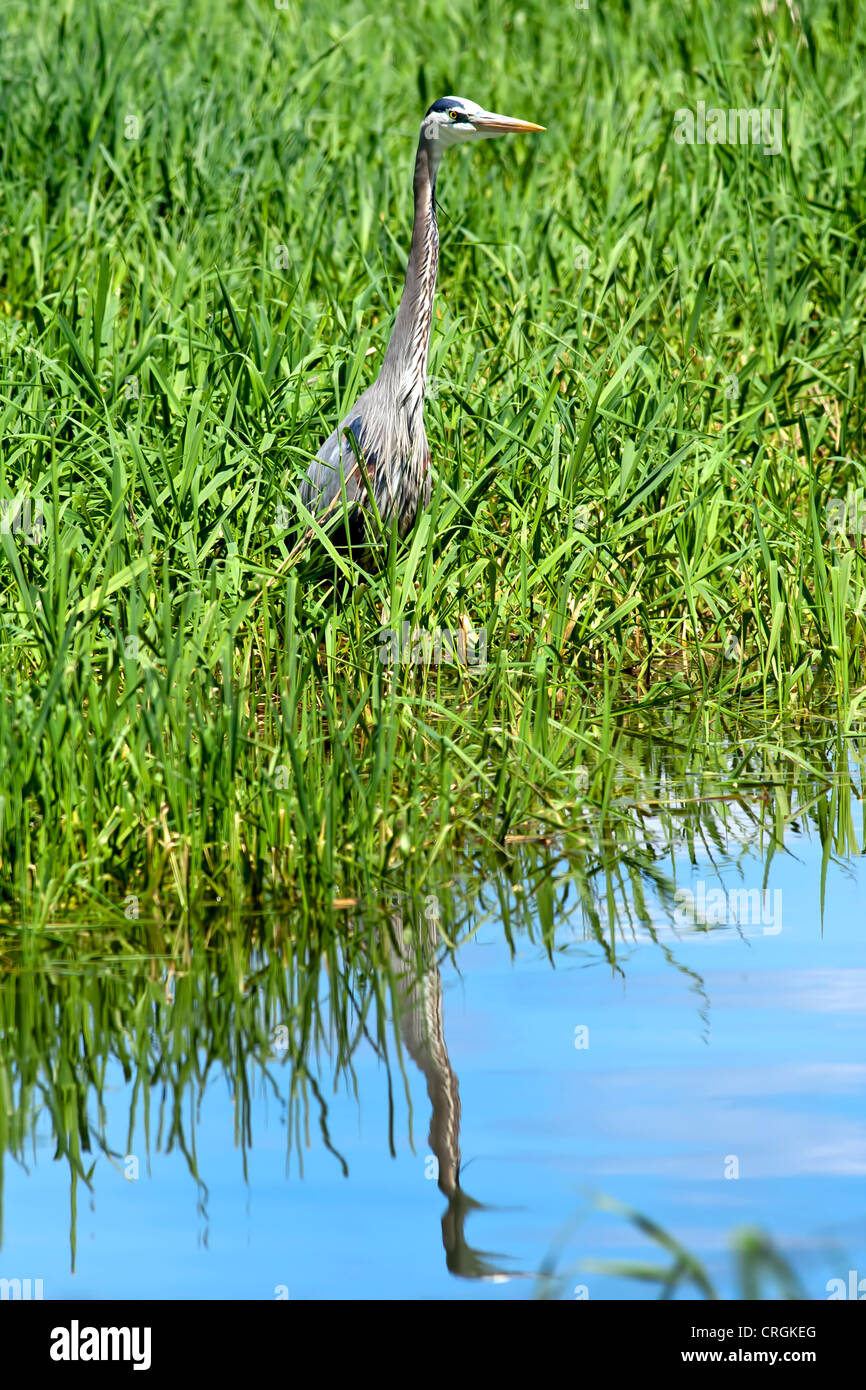 A great blue heron casts a reflection on the water. Stock Photo