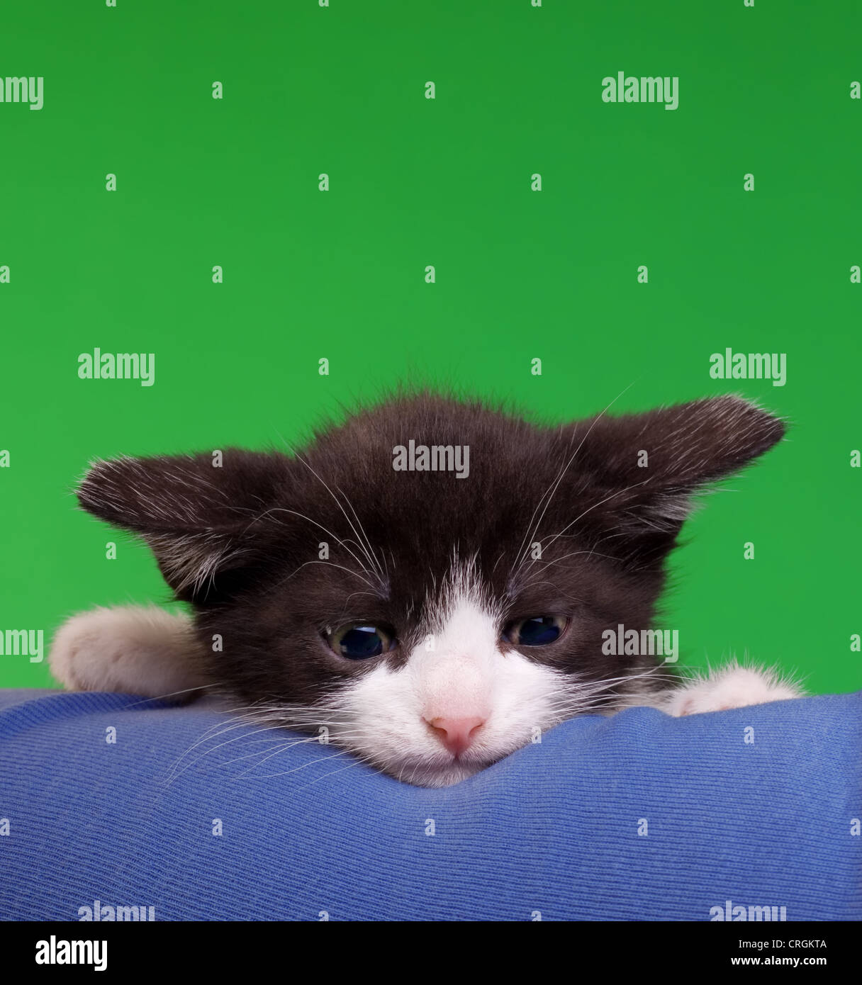 Cute Gremlin Cat Isolated on Green Chroma Key Background Stock Photo