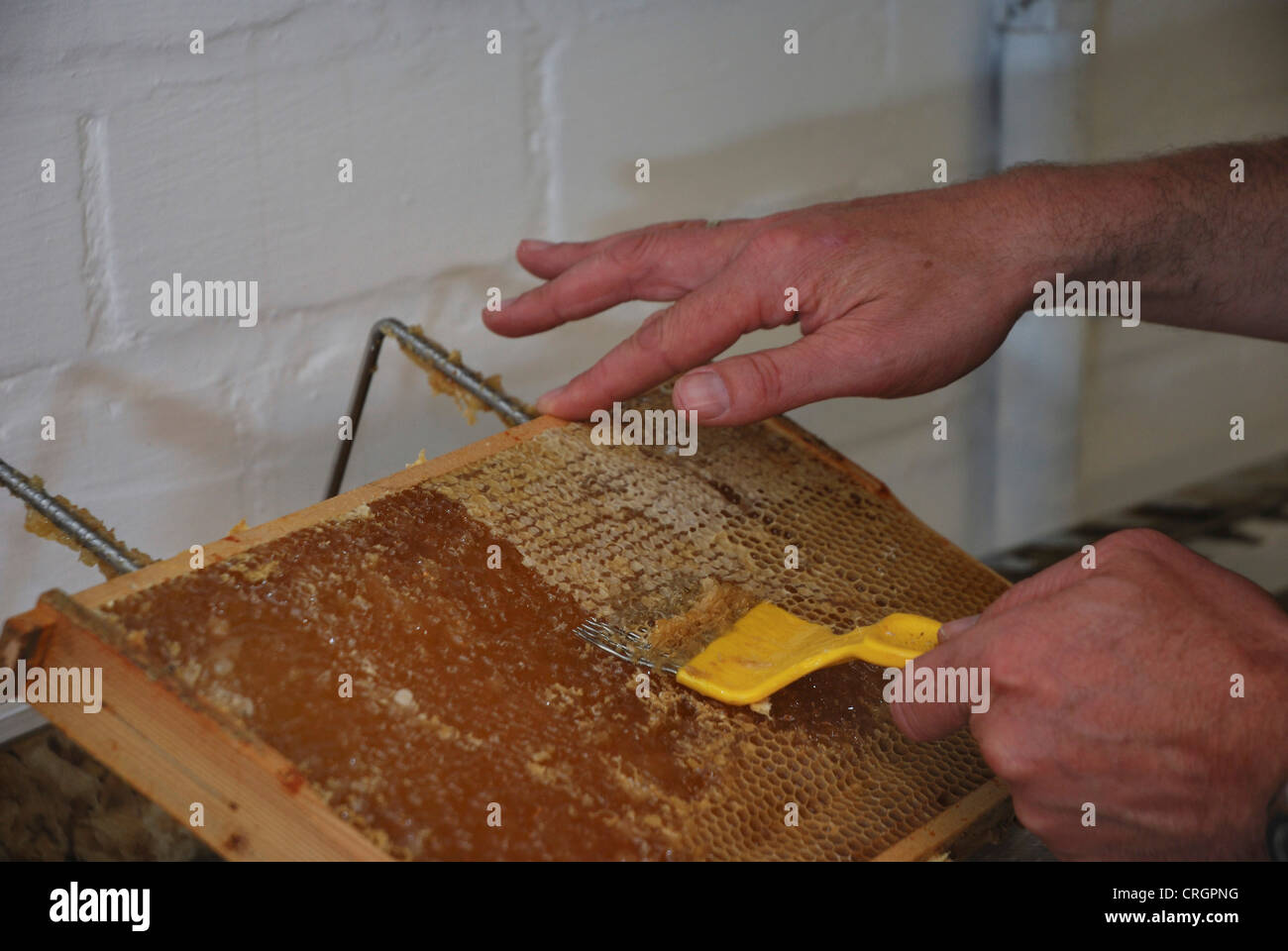 beekeeper uncapping cells with fork Stock Photo