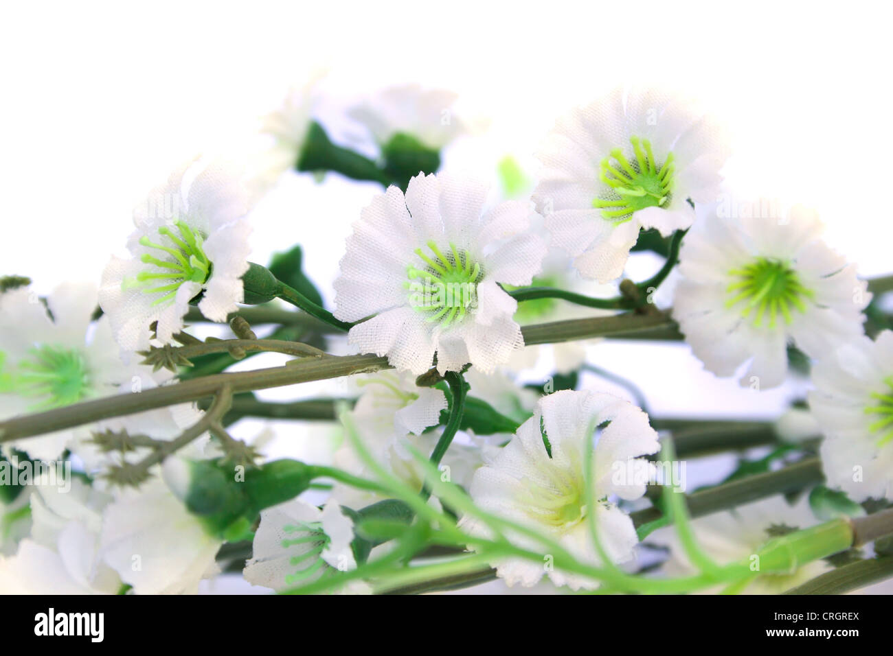 Flowers isolated on white background Stock Photo - Alamy