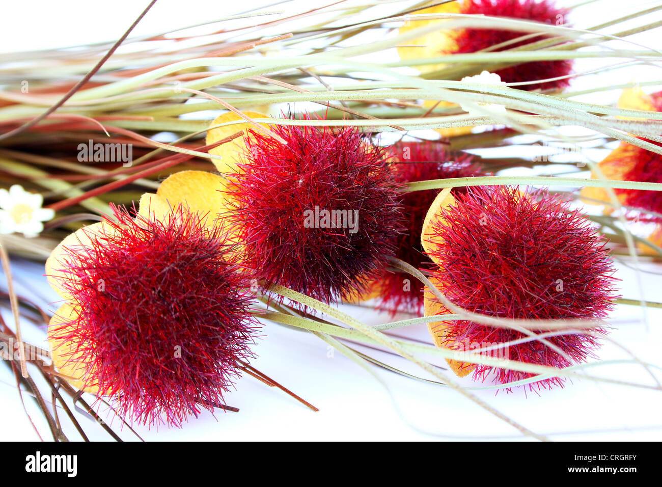 Flowers isolated on white background Stock Photo - Alamy